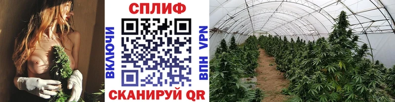 Конопля гибрид  хочу   blacksprut ССЫЛКА  Лебедянь 